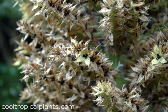 Dried Echium wildpretii seeds ready for harvest