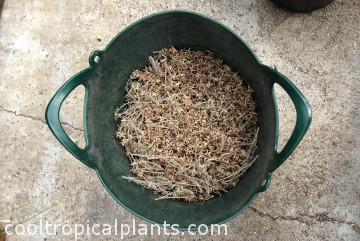 Echium wildpretii seeds drying