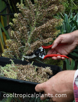 Dried flower stalks being removed with secateurs.