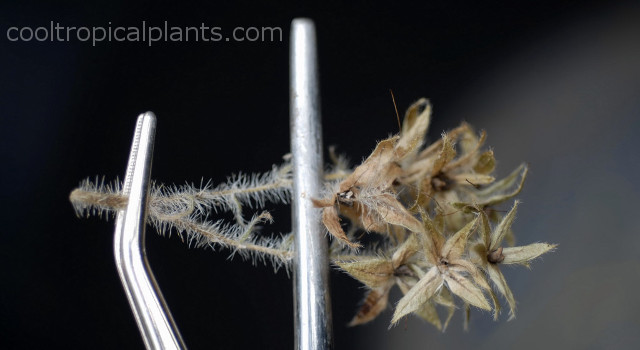 Echium wildpretii stalk covered in tiny hairs