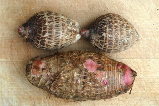 Eddoe - Coco yam comparisson shot Eddoe - Coco yam comparisson shot