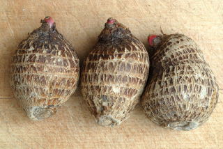 Elephant ear tubers - the eddoe