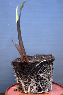Root system in the early stages of growth of Xanthosoma - the elephant ear plant.