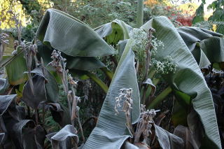 Frost damaged ensete ventricosum.