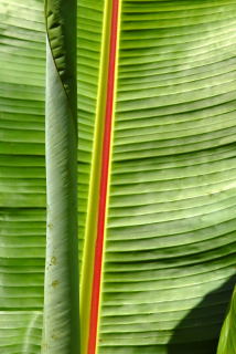 Emerging leaf of Ensete Ventricosum