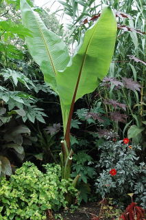 Ensete ventricosum with the majority of leave removed awaiting the spade.