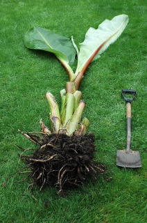 A bewildered ensete ventricosum dug up on the lawn