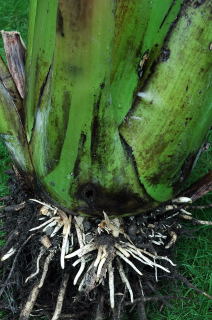 New roots on an excavated ensete ventricosum.