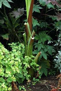 Detail of leafless stem of ensete ventricosum