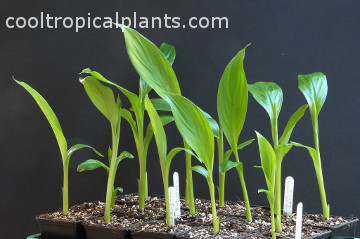 Seedlings at the end of March - five weeks from germination