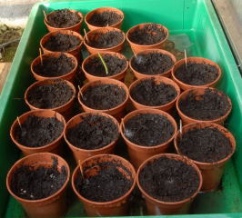 Ensete ventricosum seeds awaiting germination in a propagator.