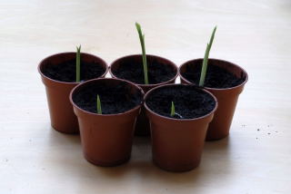 Ensete ventricosum seedlings