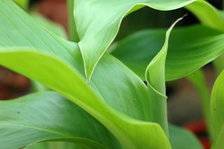 Young ensete ventricosum foliage Young ensete ventricosum foliage