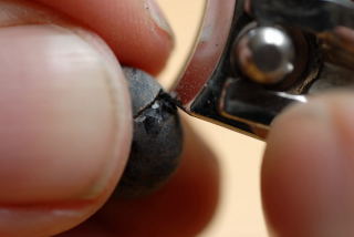 Chipping an ensete ventricosum seed.