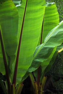 Ensete Ventricosum