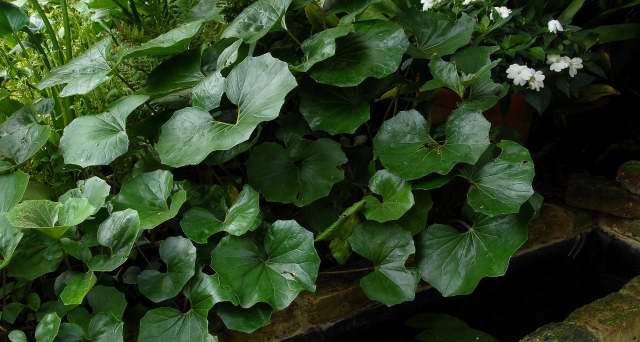 Farfugium japonica Glossy foliage of Farfugium japonica