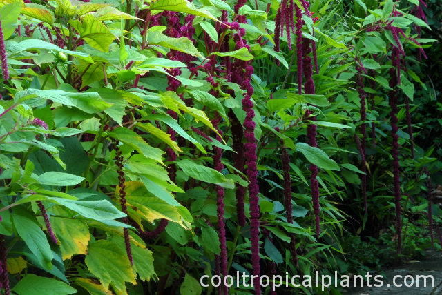 Flowering Amaranthus caudatus plants