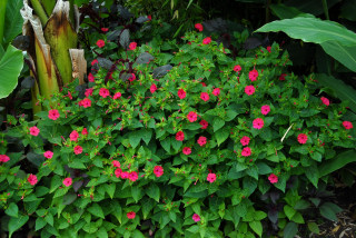 Four o'clocks in flower.