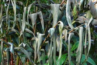 Frost damaged hedychium foliage