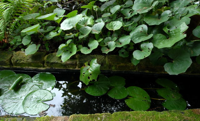 Garden pond surounded by lush vegetation.