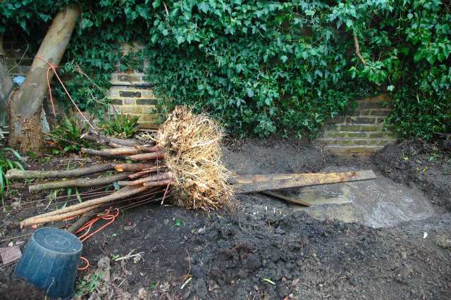 Removing an un-wanted shrub