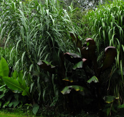 Giant reed, Arundo donax encroaching on the lawn.