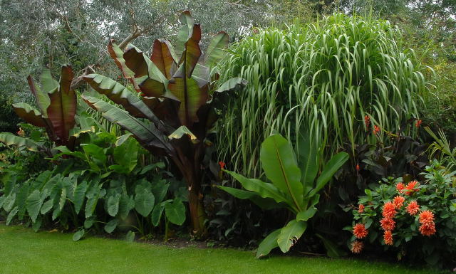 View of the tropical border without the giant reed in September