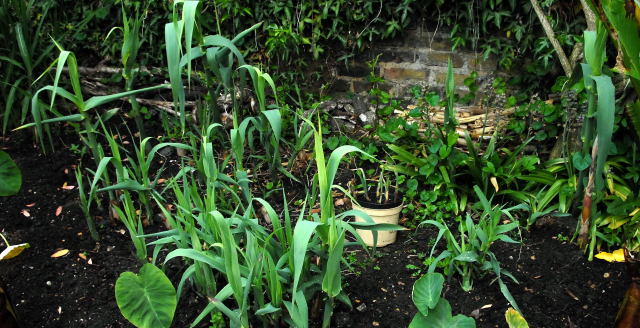 Emerging shoots of the giant reed