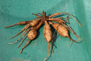 Dahlia tuber or bulb.