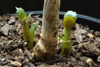 Dahlia shoots emerging from the compost.