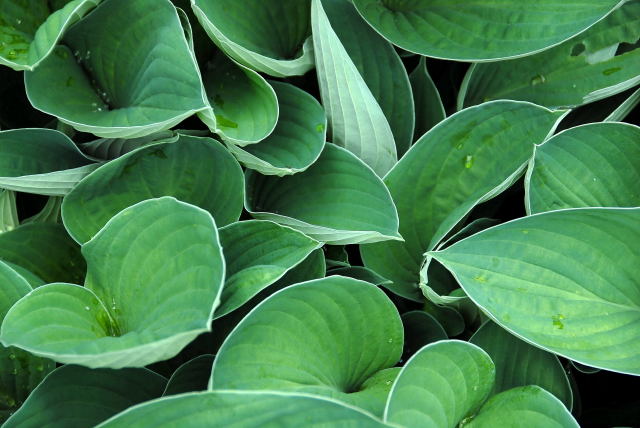 Pristine Hosta foliage