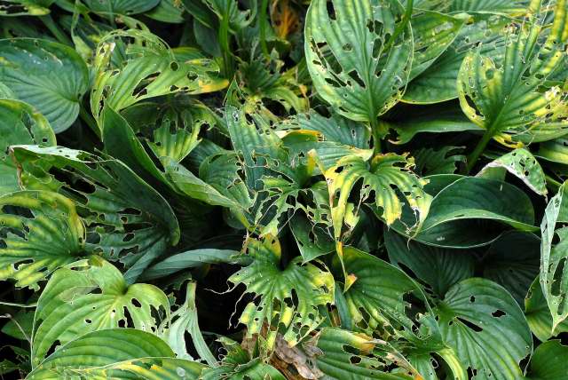 Less than pristine Hosta foliage