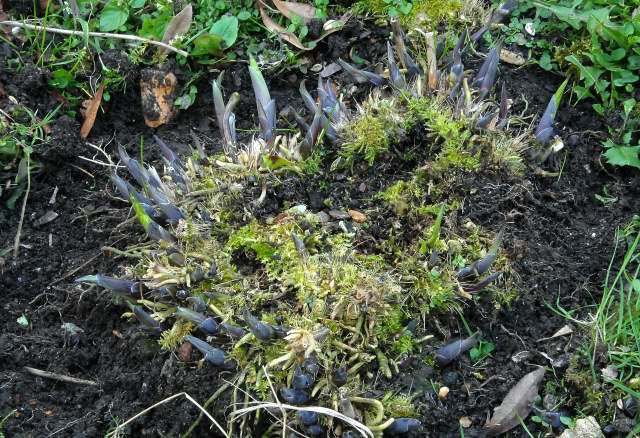 Hostas emerging into growth