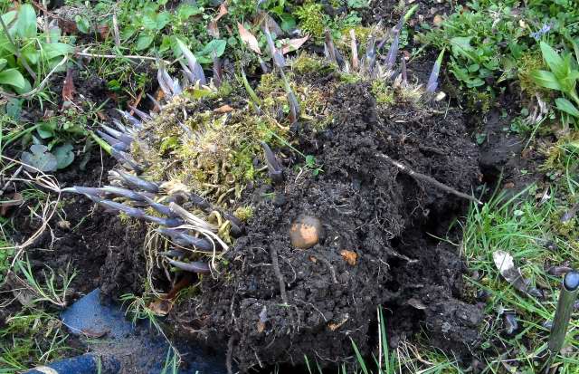 Digging them up Hostas being dug up