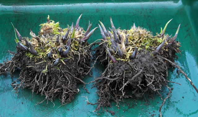 A divided clump of hosta