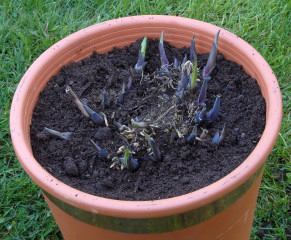 Hostas re-housed