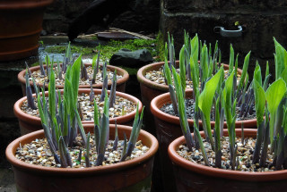 Hosta leaves emerging from the soil in pots.