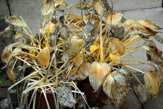 Hosta foliage dying down for winter