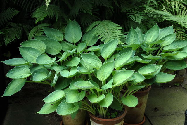 Hostas growing in pots