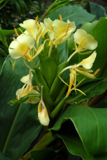Hedychium maximum in flower