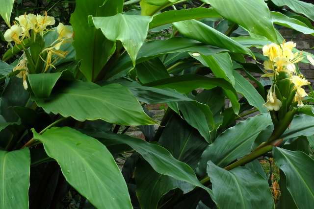 Hedychium maximum.