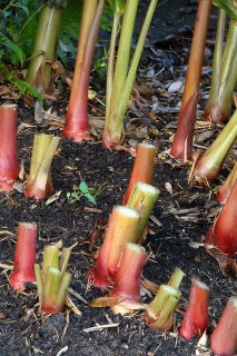 Trimmed hedychium stems