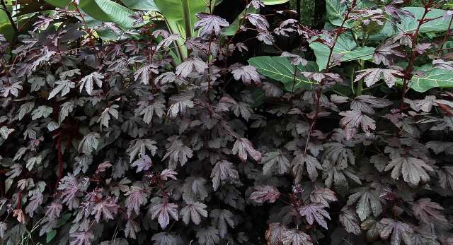 Hibiscus acetosella foliage