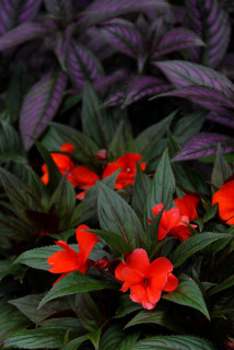 New guinea impatiens in the ground.