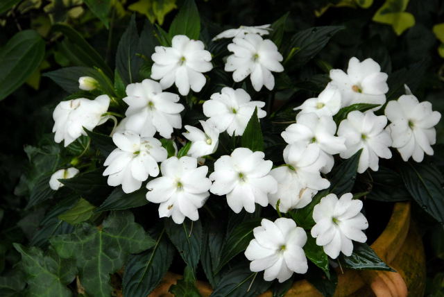 New guinea impatiens