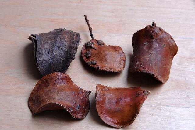 Jacaranda seed pods