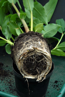 More Hedychium gardnerianum roots