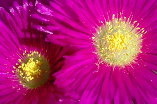 Lampranthus spectabilis Lampranthus spectabilis flower