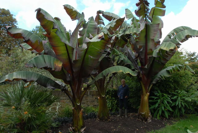 Three large ensete