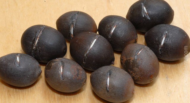 Sawn lotus seeds showing the white interior 